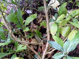 Metarungia galpinii stems