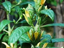 Metarungia longistrobus flowers