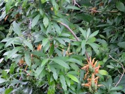 Metarungia longistrobus leaves
