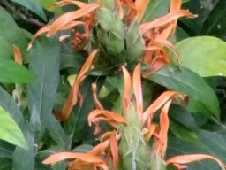 Metarungia longistrobus flowers