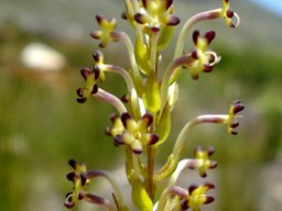 Microdon dubius