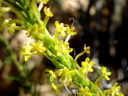Microdon dubius yellow flowers