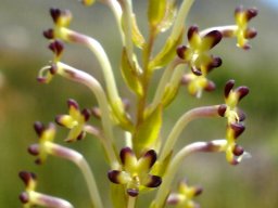 Microdon dubius flowers