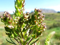 Microdon polygaloides bracts in an early inflorescence