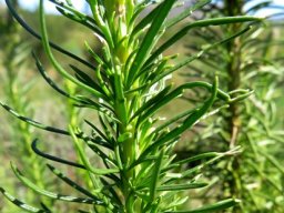 Microdon polygaloides leaves