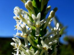 Microdon polygaloides buds and flowers