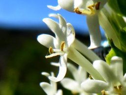 Microdon polygaloides flowers