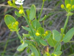 Montinia caryophyllacea