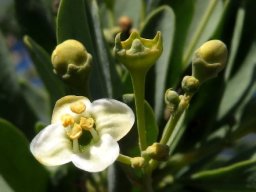 Montinia caryophyllacea male flowers