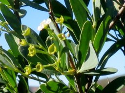 Montinia caryophyllacea last of male flowers