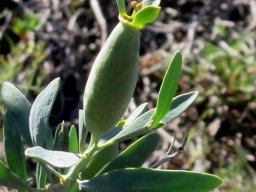 Montinia caryophyllacea green fruit