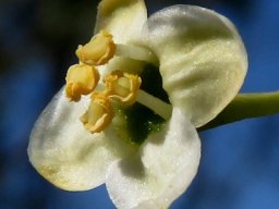 Montinia caryophyllacea male flower