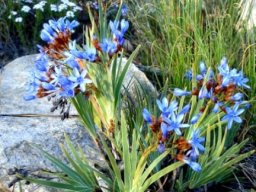 Nivenia stokoei