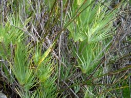 Nivenia corymbosa