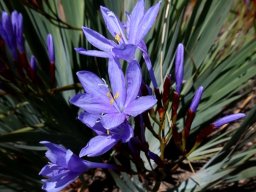 Nivenia stokoei flowers