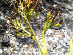 Nivenia stokoei after flowering
