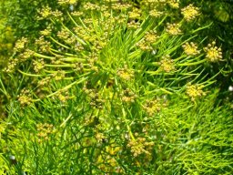 Notobubon capense flower umbel