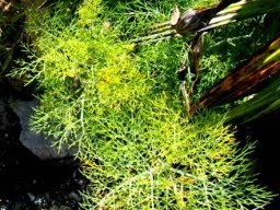 Notobubon capense leaves