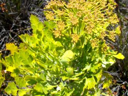 Notobubon galbanum, the notorious blister bush