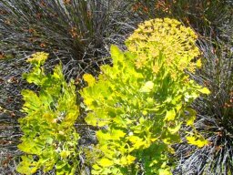 Notobubon galbanum