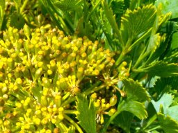 Notobubon galbanum small flowers