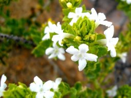 Oftia africana
