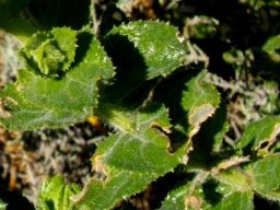 Oftia africana leaves