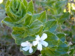 Oftia africana stem-tip
