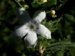 Oftia africana flower