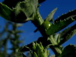 Oftia africana fruit