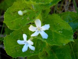Oftia africana flowers
