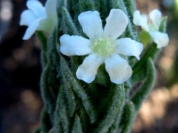Oftia revoluta unusual flower