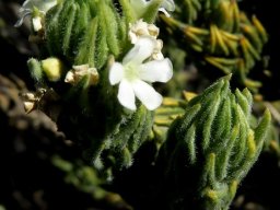 Oftia revoluta