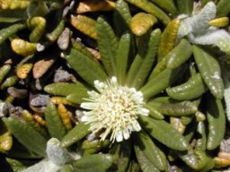 Oldenburgia paradoxa