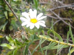 Osmitopsis asteriscoides 