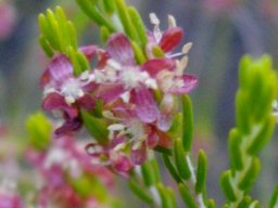 Passerina obtusifolia