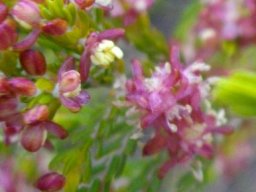 Passerina obtusifolia, a gonna or gonnabos