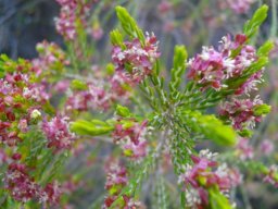 Passerina obtusifolia seen from above