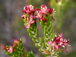 Passerina obtusifolia flowers