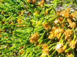 Passerina paleacea