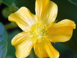 Pavonia burchellii flower, maybe