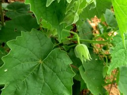 Pavonia burchellii leaves