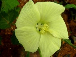 Pavonia burchellii pale flower