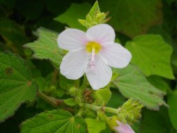 Pavonia columella