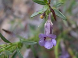 Peliostomum leucorrhizum flower and leaves