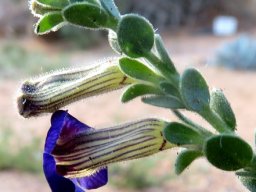 Peliostomum virgatum leaves and flower profile