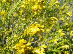 Penaea mucronata