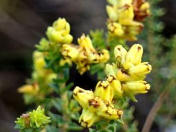 Penaea mucronata flowering stem-tips