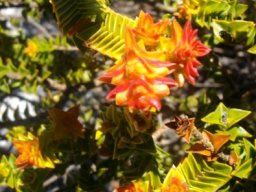 Penaea mucronata colourful stem-tips