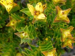 Penaea mucronata leaf patterns